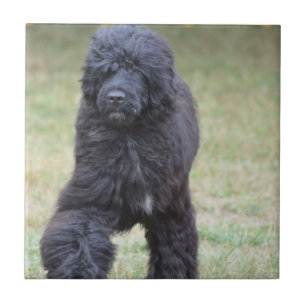 Schwarzer portugiesischer Wasser-Hund Fliese