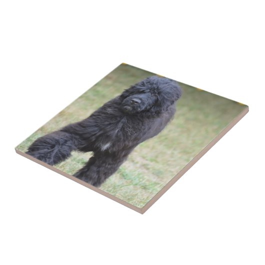 Schwarzer portugiesischer Wasser-Hund Fliese (Seite)