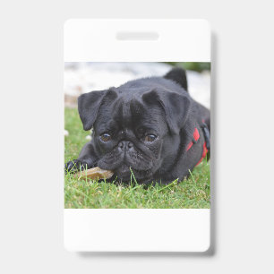 schwarzer Pug liegt Ausweis