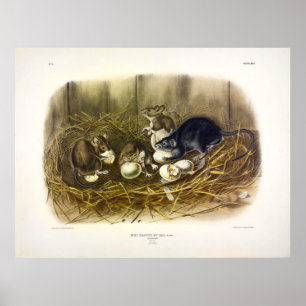 Schwarzer Rat (Mus Rattus, Rattus rattus) von Audu Poster