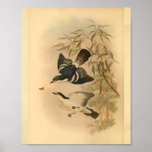 Schwarzer Raupenfänger-Vogel Vintage-Druck Poster
