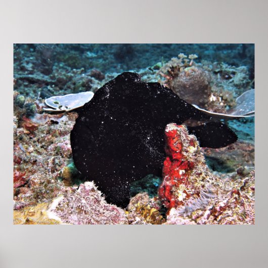 Schwarzer Riesenfisch Poster (Vorne)