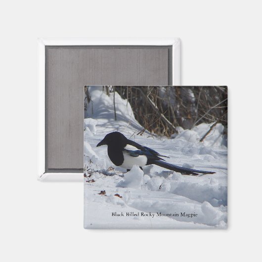 Schwarzer Rocky Mountain Magpie Magnet (Vorderseite/Rückseite)