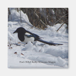 Schwarzer Rocky Mountain Magpie Magnet