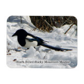 Schwarzer Rocky Mountain Magpie Magnet (Horizontal)