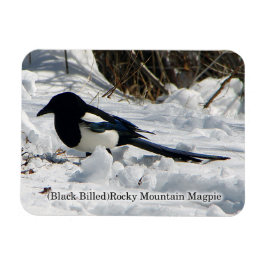 Schwarzer Rocky Mountain Magpie Magnet