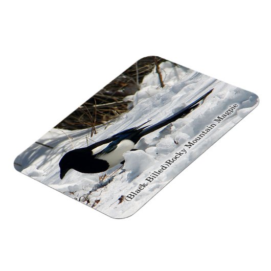 Schwarzer Rocky Mountain Magpie Magnet (Linke Seite)