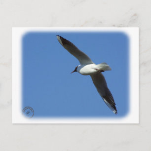 Schwarzer Schädel 8R32D-04 Postkarte