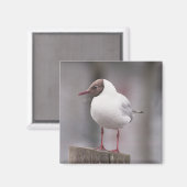 Schwarzer Schädel Magnet (Vorderseite/Rückseite)