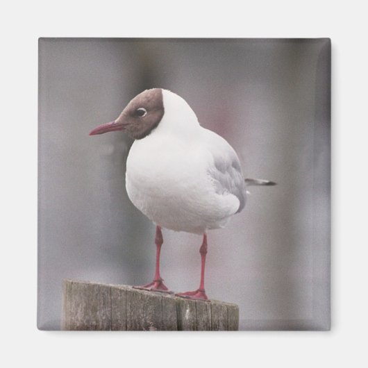 Schwarzer Schädel Magnet (Vorne)