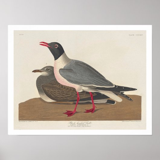 Schwarzer Schädel von Audubon Poster (Vorne)