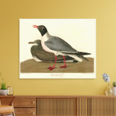 Schwarzer Schädel von Audubons Vögeln in Amerika Leinwanddruck (Insitu (Wohnzimmer))