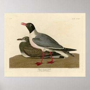 Schwarzer Schädel von Audubons Vögeln in Amerika Poster