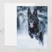 Schwarzer Schäfer im Schnee Einladung (Vorne/Hinten)
