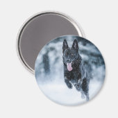 Schwarzer Schäfer im Schnee Magnet (Vorderseite/Rückseite)