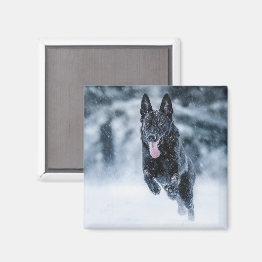 Schwarzer Schäfer im Schnee Magnet (Vorderseite/Rückseite)