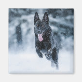 Schwarzer Schäfer im Schnee Magnet (Vorne)