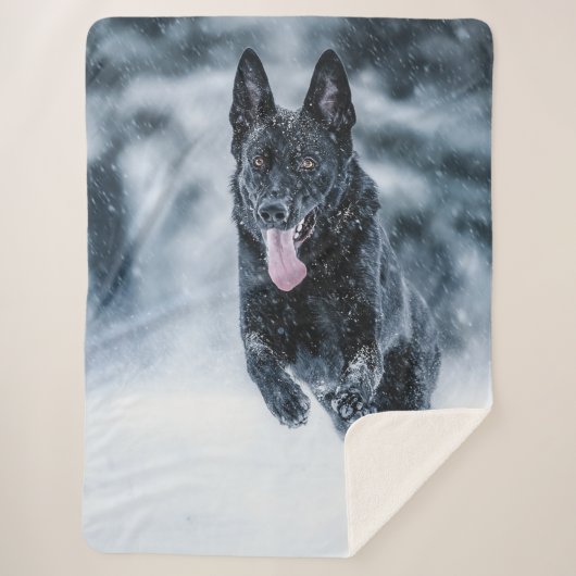 Schwarzer Schäfer im Schnee Sherpadecke (Vorderseite)