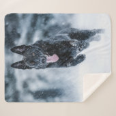 Schwarzer Schäfer im Schnee Sherpadecke (Vorderseite (Horizontal))