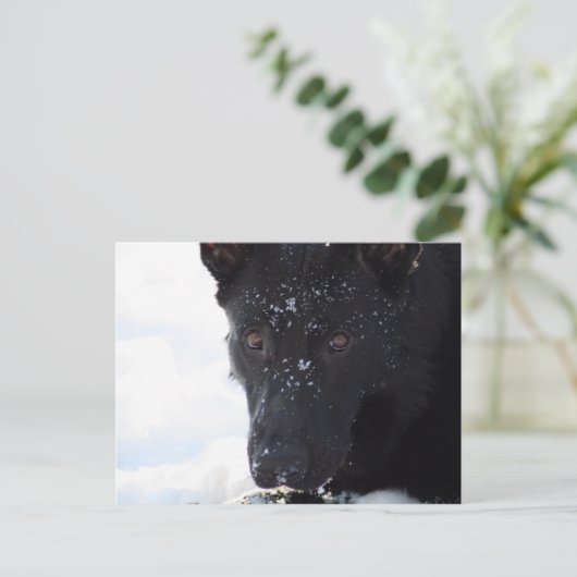 Schwarzer Schäfer Postkarte (Stehend Vorderseite)