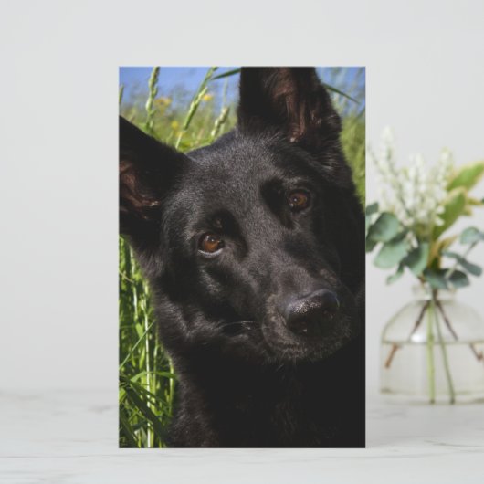 schwarzer Schäferhund Briefpapier (Stehend Vorderseite)
