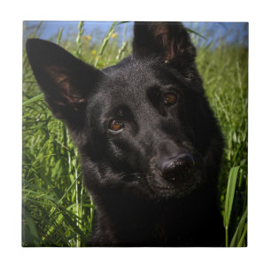 schwarzer Schäferhund Fliese