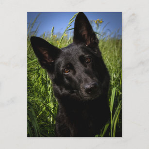 schwarzer Schäferhund Postkarte