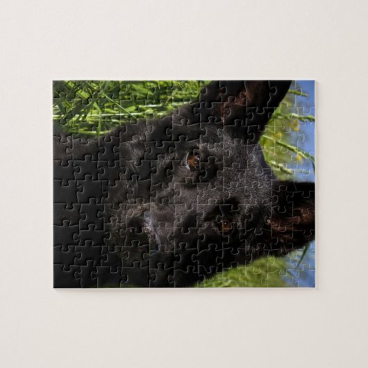 schwarzer Schäferhund Puzzle (Horizontal)