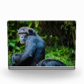 Schwarzer Schimpanse in freier Wildbahn Fotoblock (Vorderseite)