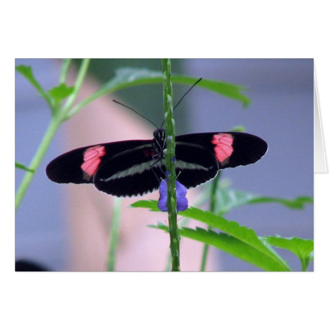 Schwarzer Schmetterling auf blauer Blume (Vorderseite (Horizontal))