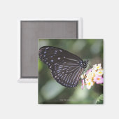 Schwarzer Schmetterling auf der Blume Magnet (Vorderseite/Rückseite)