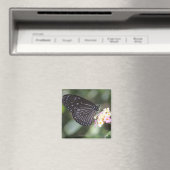 Schwarzer Schmetterling auf der Blume Magnet (In Situ (Geschirrspüler))