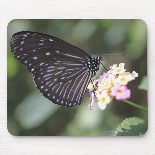 Schwarzer Schmetterling auf der Blume Mousepad (Vorne)