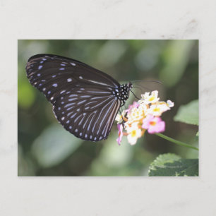 Schwarzer Schmetterling auf der Blume Postkarte