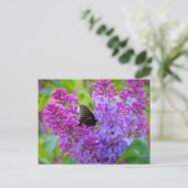 Schwarzer Schmetterling auf der Lilac Postkarte (Stehend Vorderseite)