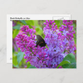Schwarzer Schmetterling auf der Lilac Postkarte (Vorne/Hinten)