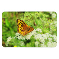 Schwarzer Schmetterling auf weißen Blume