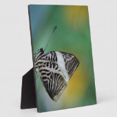 Schwarzer Schmetterling Fotoplatte (Seite)