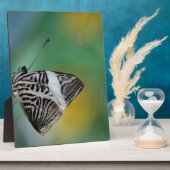 Schwarzer Schmetterling Fotoplatte (Seite)