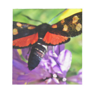 Schwarzer Schmetterling mit roten Flügeln und rote Notizblock