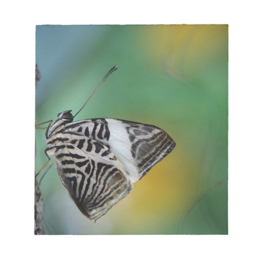 Schwarzer Schmetterling Notizblock (Vorderseite)