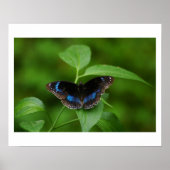 Schwarzer Schmetterling Poster (Vorne)