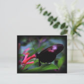 Schwarzer Schmetterling Postkarte (Stehend Vorderseite)