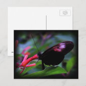 Schwarzer Schmetterling Postkarte (Vorne/Hinten)