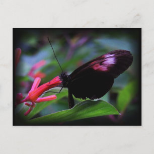 Schwarzer Schmetterling Postkarte