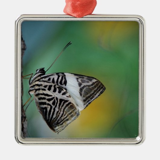 Schwarzer Schmetterling Silbernes Ornament (Vorne)