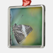 Schwarzer Schmetterling Silbernes Ornament (Links)