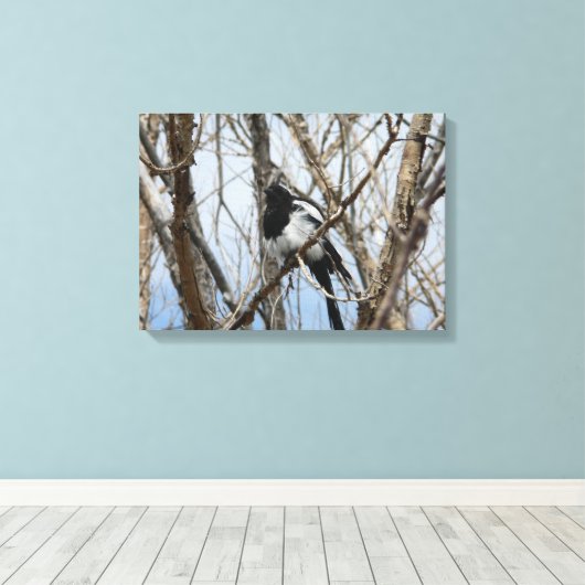 Schwarzer-Schnabel-Magpie, Colorado Leinwanddruck (Insitu (Holzboden))