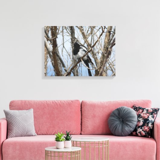 Schwarzer-Schnabel-Magpie, Colorado Leinwanddruck (Insitu (Wohnzimmer))