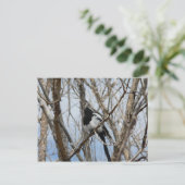 Schwarzer-Schnabel-Magpie, Colorado Postkarte (Stehend Vorderseite)